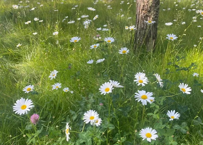 Shellter West Corner 117k *